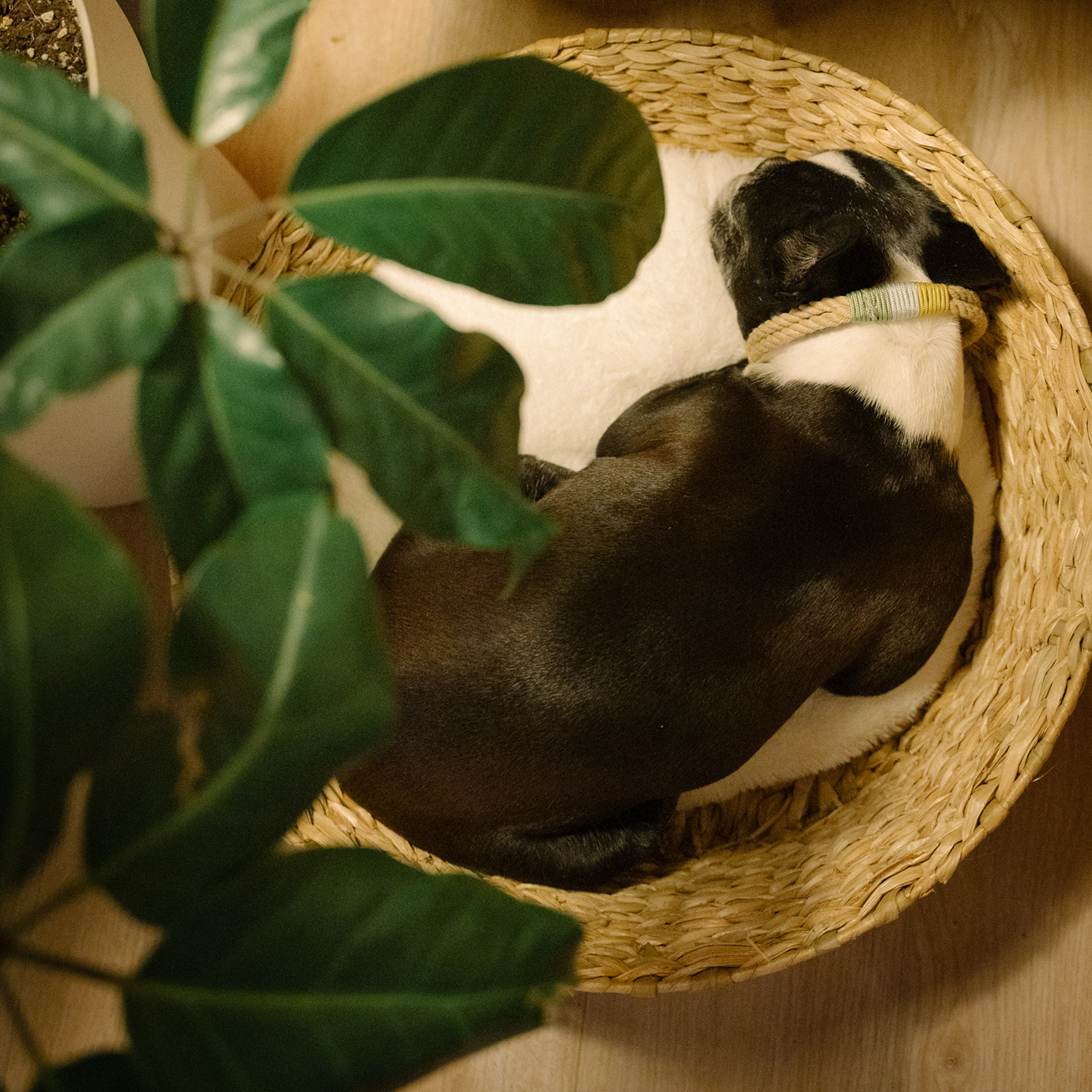 Woven basket bed for cat and small dog, beige