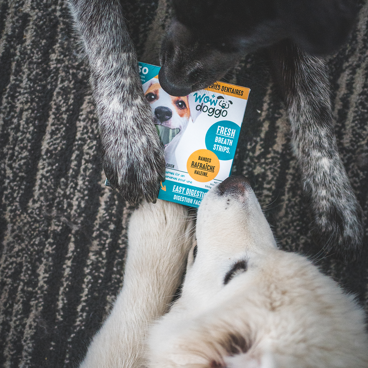 Dental chew bone for dog